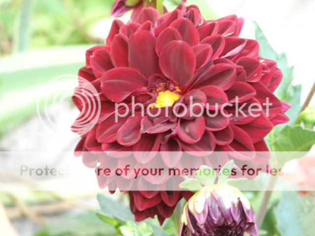http://img.photobucket.com/albums/v11/otnorot/All%20plants/003-7.jpg