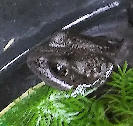 Black Frog
