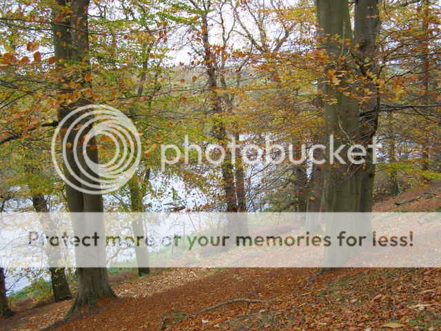 http://i27.photobucket.com/albums/c186/DavidKnapper/Autumn%20Tints/PB070010.jpg