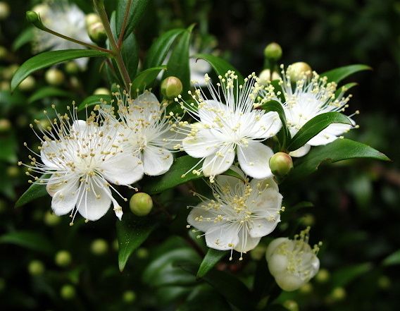 Image result for Myrtus Italian Trees images  Jardn mediterrneo Flores  bonitas Plantas