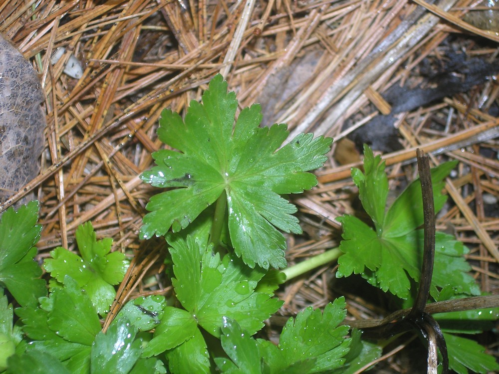 Trollius laxus American globe-flower Go Botany