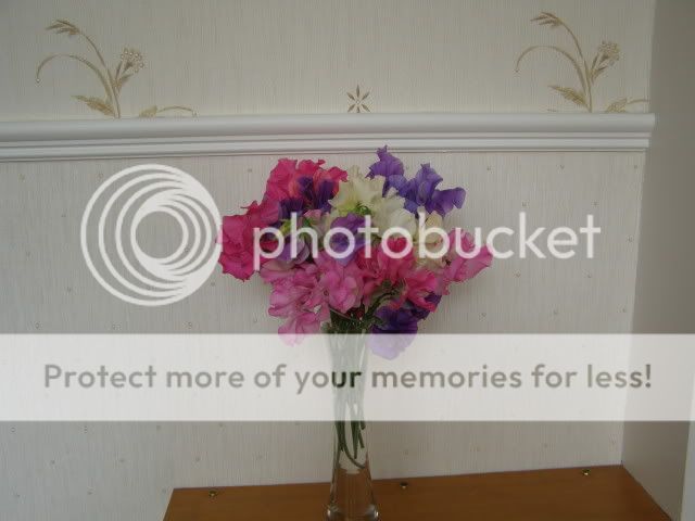 http://i27.photobucket.com/albums/c186/DavidKnapper/001-5.jpg