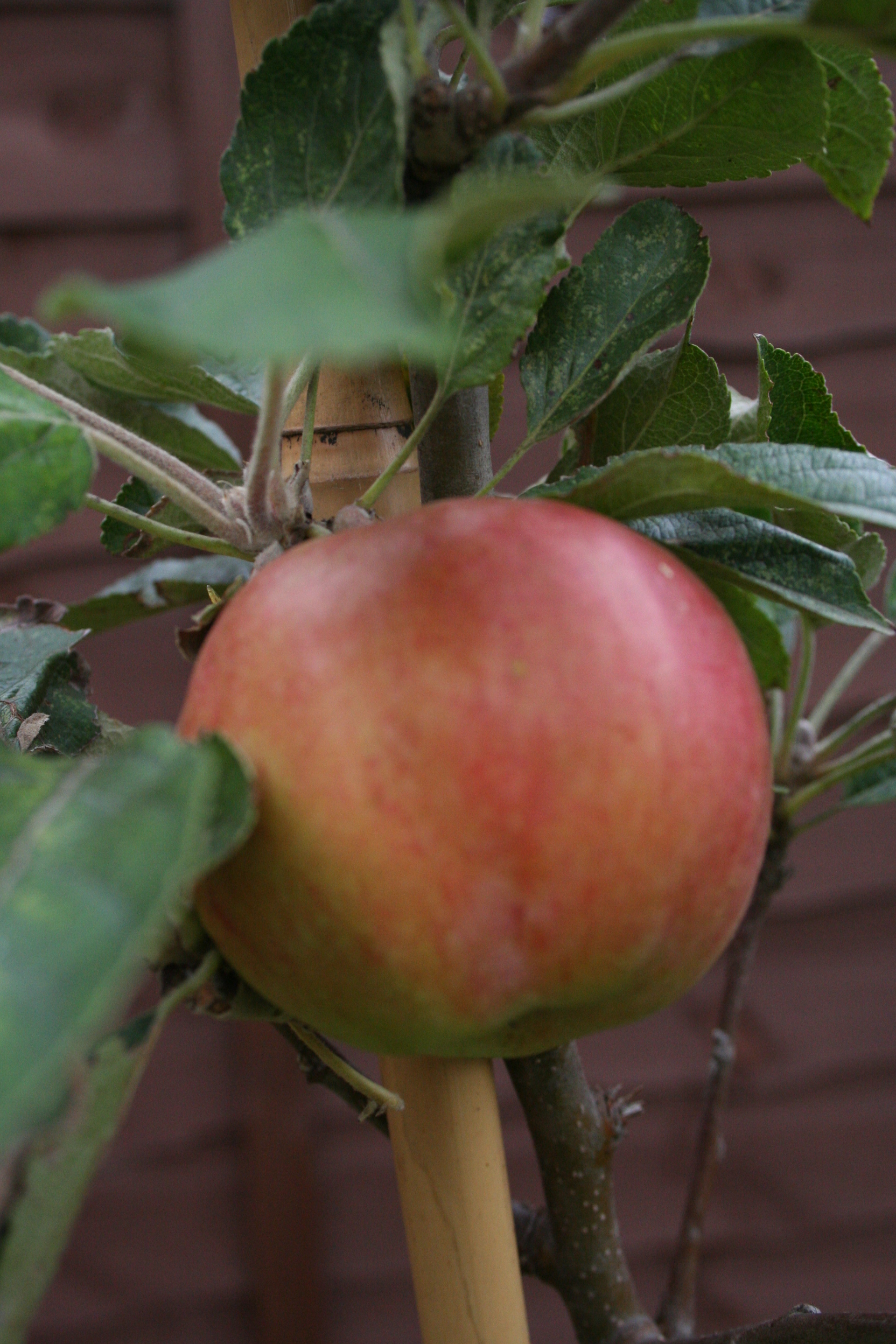 PurplePlum