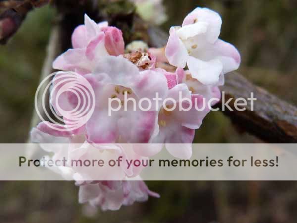 http://i703.photobucket.com/albums/ww32/Owdboggy/Xmas%20Flowers%202011/ViburnumbodnantneseDawn.jpg