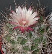 CactusDan