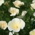 Eschscholzia californica Thai Silk Series Milkmaid