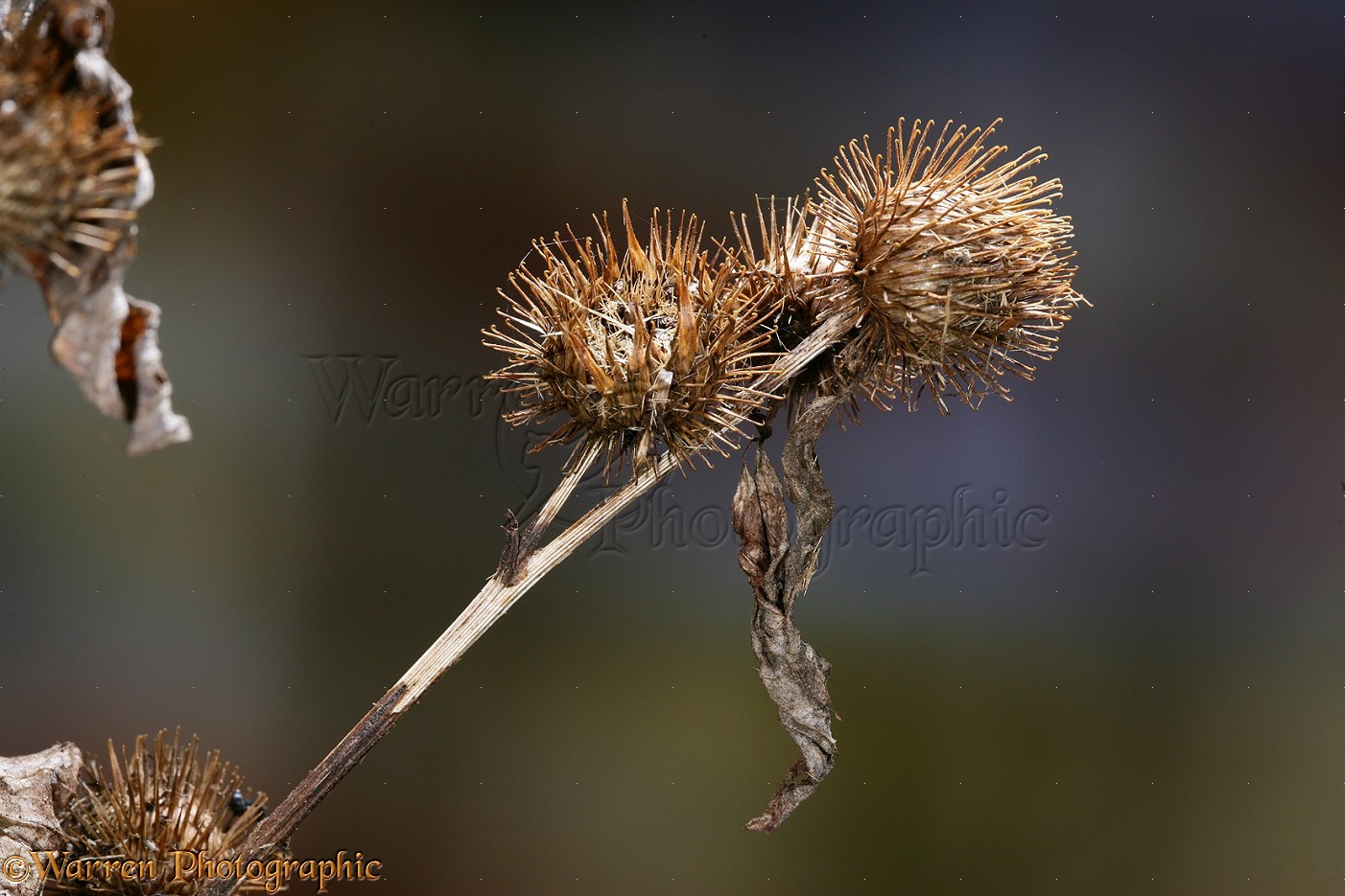 http://www.warrenphotographic.co.uk/photography/bigs/20640-Burdock-seed-head.jpg