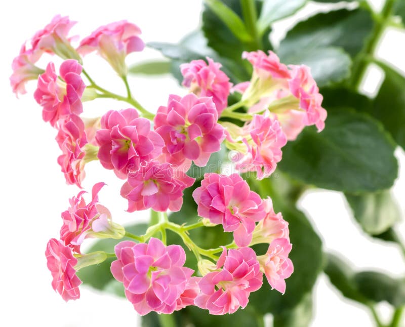 Image result for kalanchoe with pink flowers