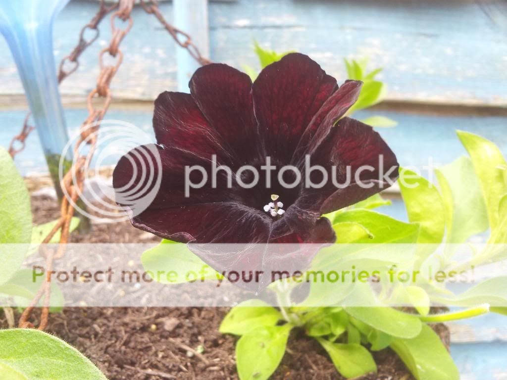 http://i1300.photobucket.com/albums/ag97/Bev_Pounsett-Krynauw/Bluebells%20and%20planted%20up%20baskets%2011-05-13/1111-05-13_zpsec4a7aa5.jpg