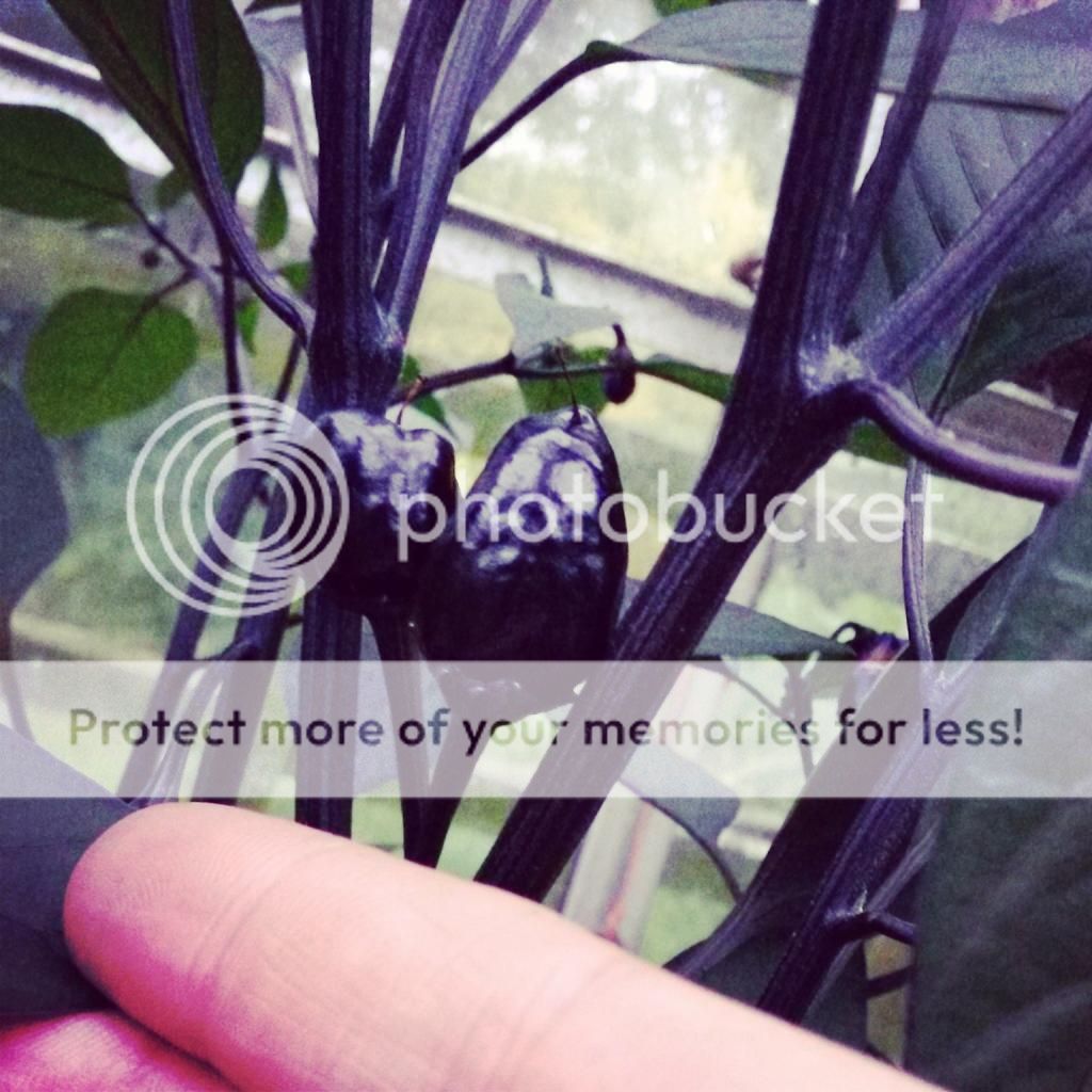http://i819.photobucket.com/albums/zz113/LadyClarington/IMG_20140801_203710_zpsq6vflsse.jpg
