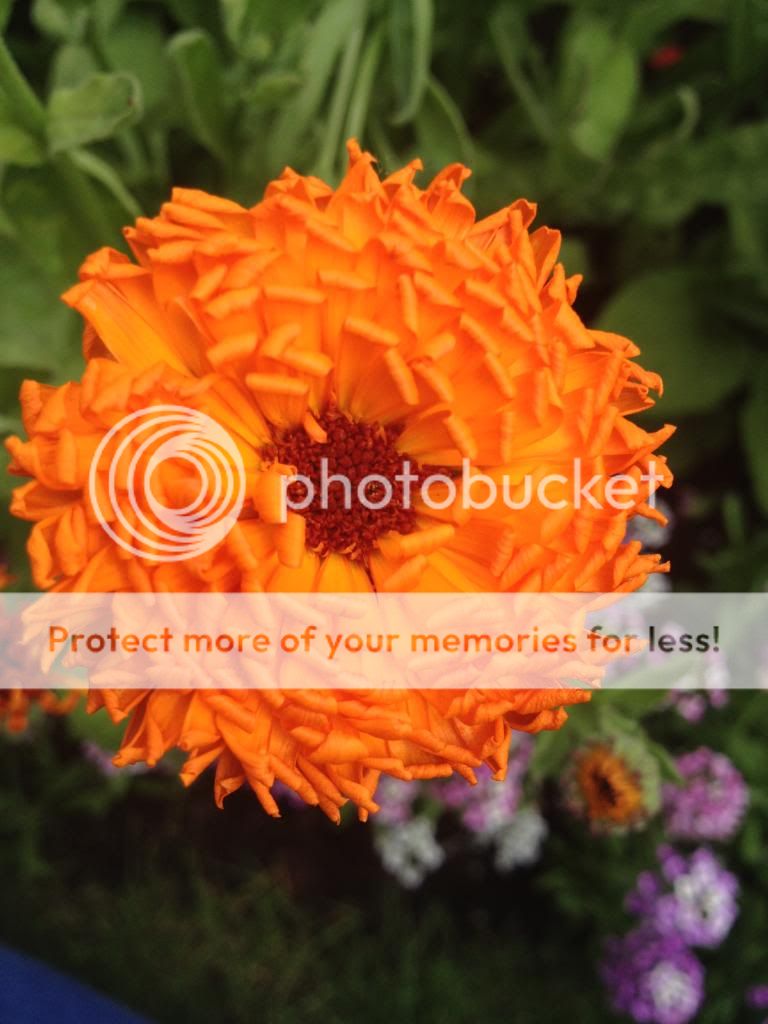 http://i1074.photobucket.com/albums/w410/kathryncraig/C53EC76F-DFC9-4885-B484-8AB1682CB15C.jpg