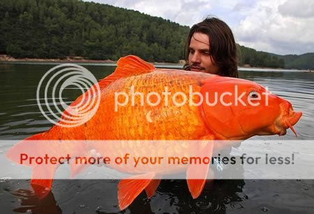 http://i1143.photobucket.com/albums/n627/thedogcody/884193478_1344788452.jpg