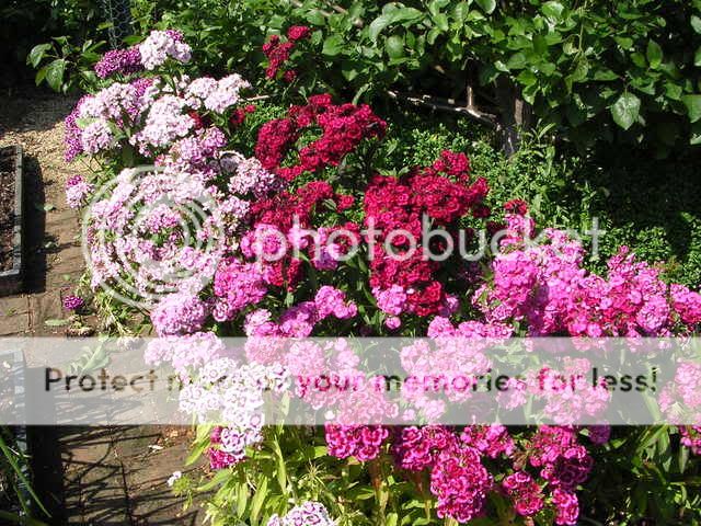 http://i27.photobucket.com/albums/c186/DavidKnapper/Barnsdale/DSCN0373.jpg