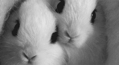 Image result for white rabbits gif