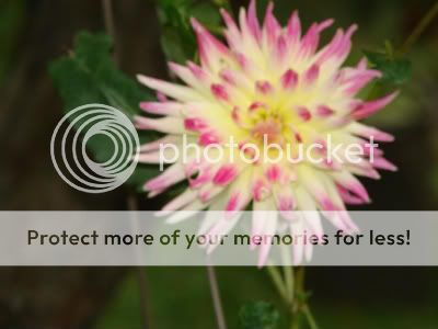 http://img.photobucket.com/albums/v11/otnorot/All%20plants/021-12-1.jpg