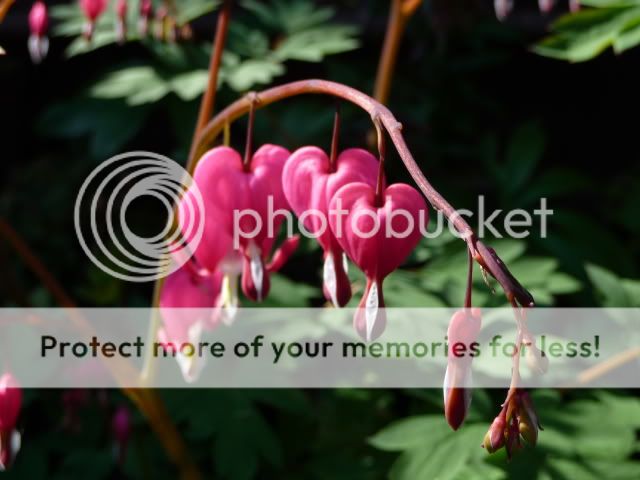 http://i72.photobucket.com/albums/i179/Cheerypeabrain/2009/dicentraandfern.jpg