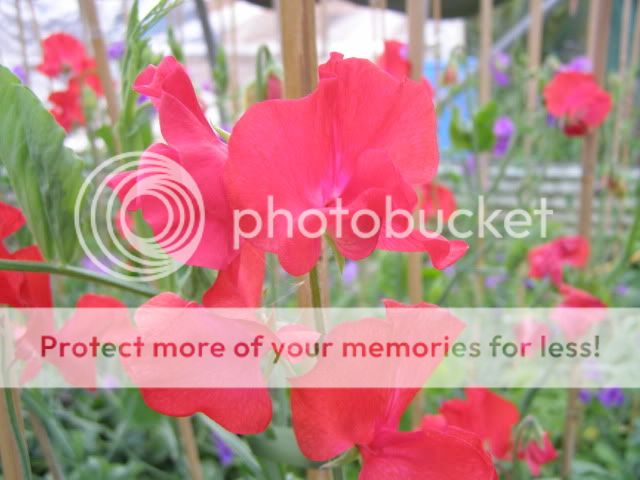 http://i27.photobucket.com/albums/c186/DavidKnapper/SPWinner.jpg