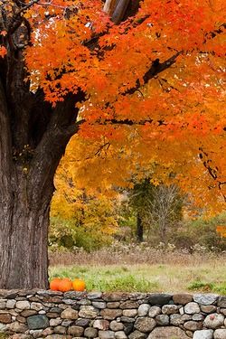 Colors of Life  Autumn scenery Fall pictures Autumn scenes