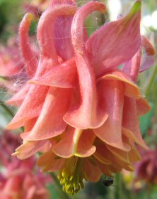 http://www.touchwoodplants.co.uk/images/691%20aquilegia%20dark%20pink%20shading%20apricot%20double%20222IMG_0011.jpg