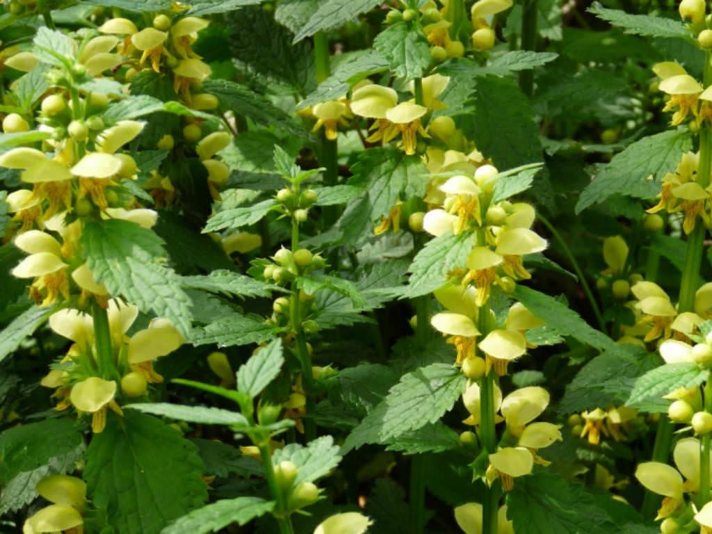 Lamium galeobdolon  Yellow Archangel - Dummer  - Garden Manage -  GFinger es la APP de jardinera ms profesional
