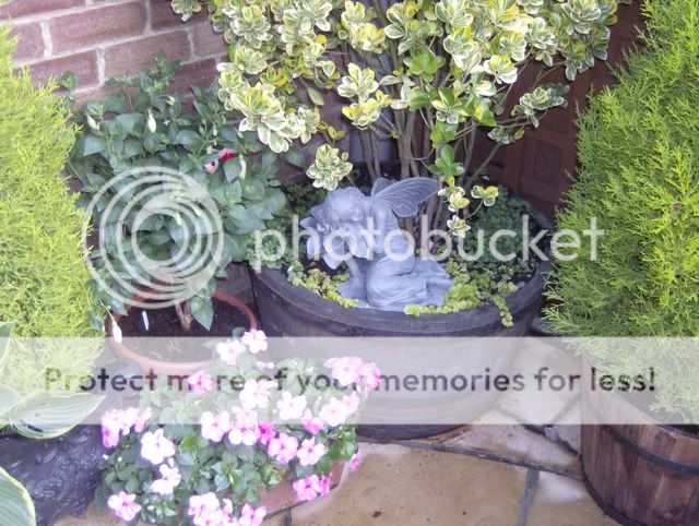 http://i50.photobucket.com/albums/f350/streptocarpus/frontgardenearlyjuly034.jpg
