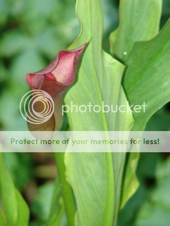 http://img.photobucket.com/albums/v11/otnorot/All%20plants/049-Copy-2.jpg