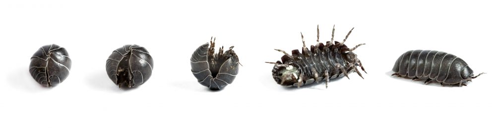 A pill woodlouse Armadillidium vulgare uncurling sequence on white background