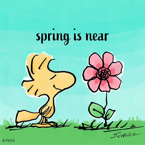 PEANUTS on Twitter  Snoopy wallpaper Snoopy pictures Snoopy quotes