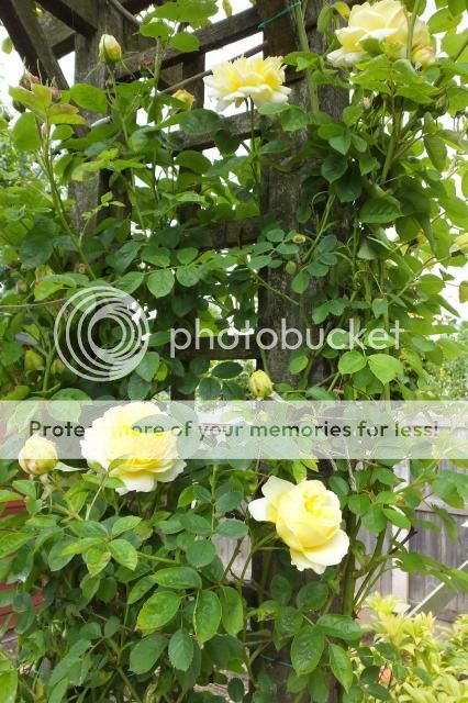 http://i27.photobucket.com/albums/c186/DavidKnapper/003_zpse8afd2ba.jpg