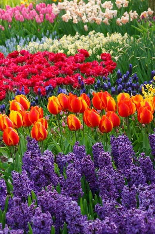 SPRING PICTURES 200 Best Pictures Free Images and Big