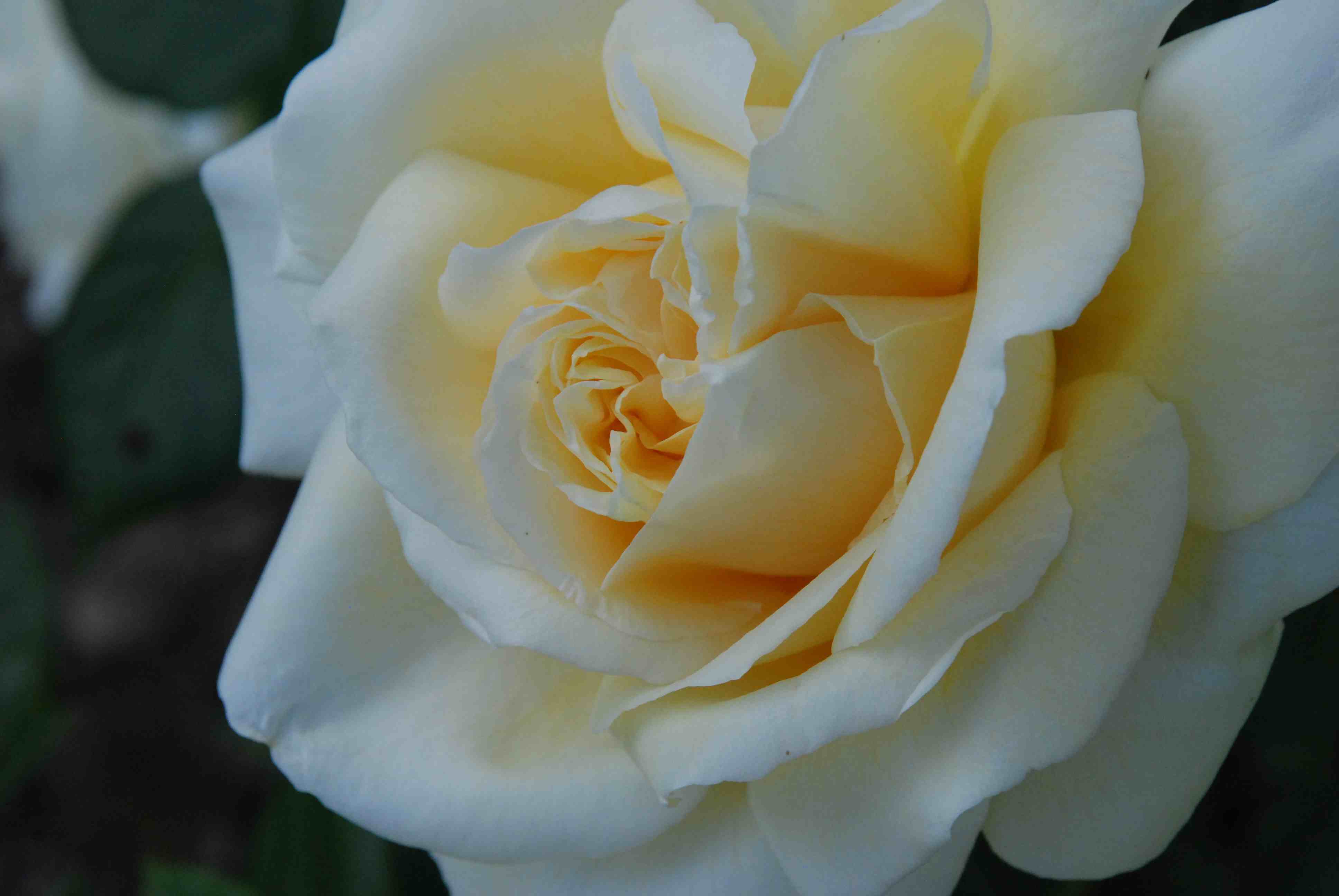 Rose 39Creme de la Creme39  The Biking Gardener